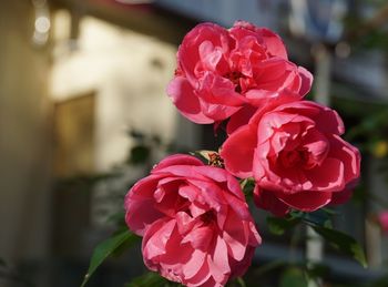 Close-up of pink rose