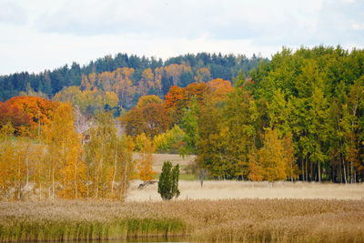 Trees on field against sky during autumn