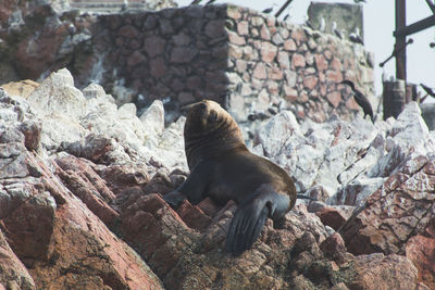 Sea lion on shore