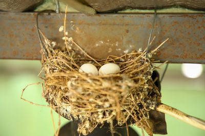 Bird's nest with 2 eggs