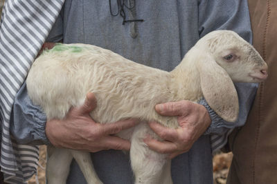 Lamb with shepherd
