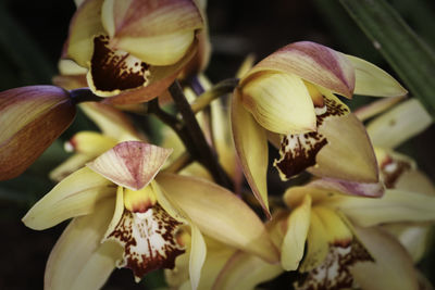 Close-up of flowers