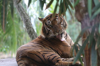 The tiger is relaxing in the shade of the trees.