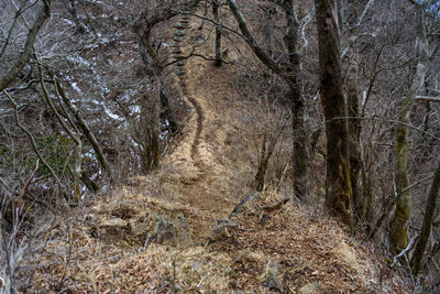 View of bare trees in forest