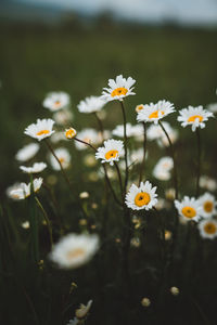 Green grass and chamomiles in the nature. field of summer flowers on dark moody background pasture