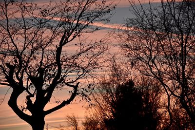 Low angle view of silhouette bare trees against sky