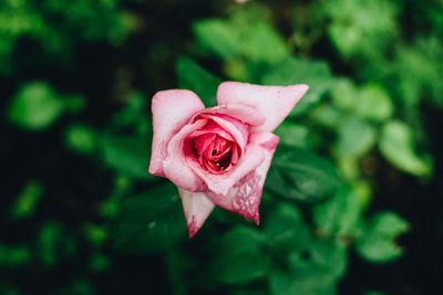 Close-up of pink rose blooming outdoors