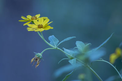 Close-up of yellow flowering plant