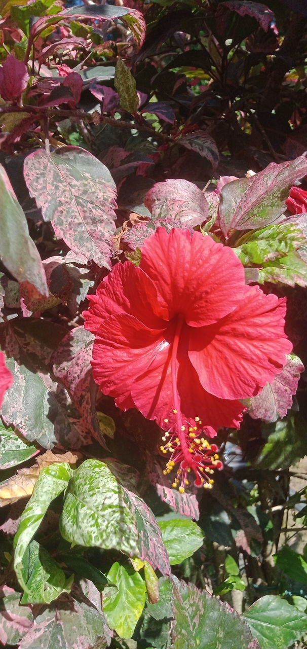 flower, plant, flowering plant, beauty in nature, freshness, growth, hibiscus, petal, fragility, inflorescence, nature, flower head, leaf, close-up, pink, no people, red, plant part, day, outdoors, pollen, malvales, shrub, blossom, garden, botany