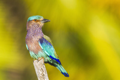 Close-up of bird perching on branch