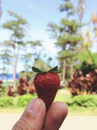 Close-up of hand holding apple against trees