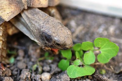 Close-up of lizard on plant