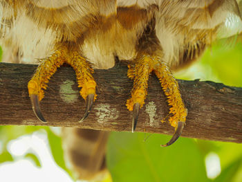 Close-up of butterfly on yellow leaf