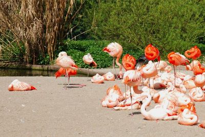 Close up of birds