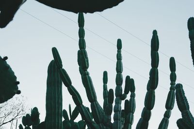 Low angle view of cactus against sky