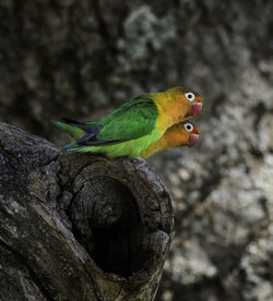 Close-up of colorful parrots perching on branch