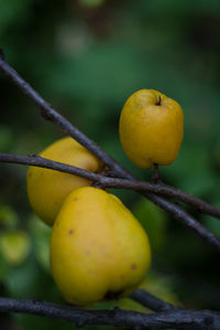 Close-up of apple on tree