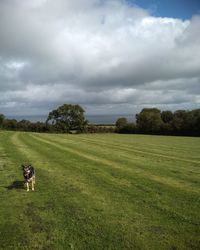 View of dog on grassy field against sky
