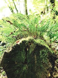 Close-up of moss growing on tree stump