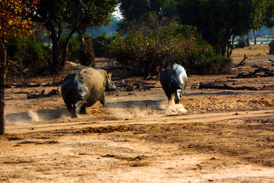 Hippos running