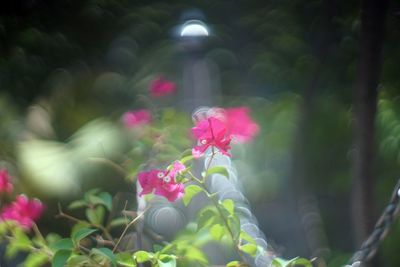 Close-up of pink flowering plant