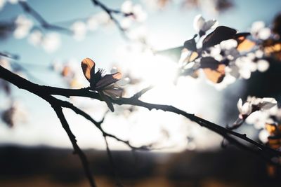 Close-up of white cherry blossoms against sky