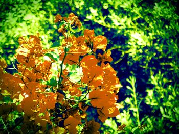 Close-up of yellow flowers