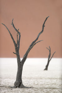 Bare tree by sea against sky during sunset