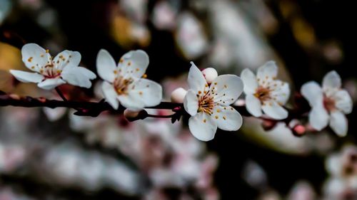 Close-up of cherry blossom