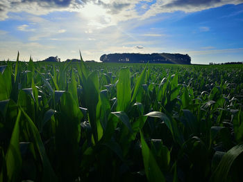 Crops growing on field against sky