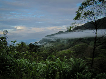 Scenic view of trees and mountains against sky