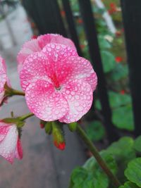 Close-up of pink flower