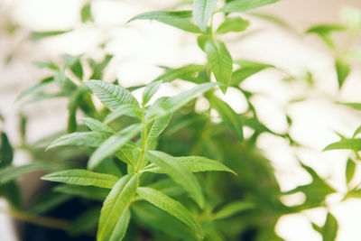 Close-up of fresh green leaves