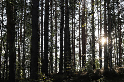 Sunlight streaming through trees in forest