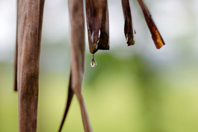 Close-up of raindrops on plant