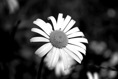 Close-up of white daisy blooming outdoors