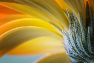 Close-up of yellow flower blooming outdoors