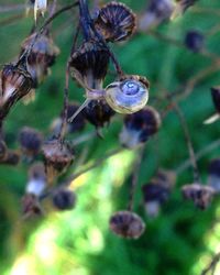 Close-up of insect on plant