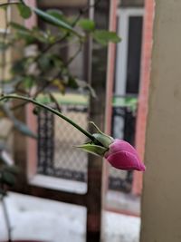 Close-up of flower growing on plant