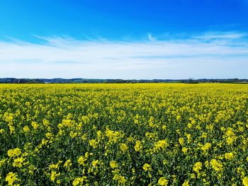 Scenic view of oilseed rape field against sky