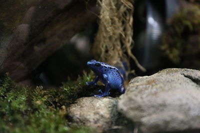 Close-up of frog perching on rock