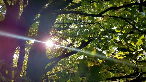 Low angle view of trees against sky