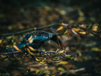 Close-up of a bird on branch