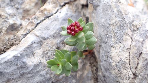Close-up of plant growing on tree