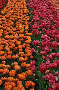 Full frame shot of red flowers