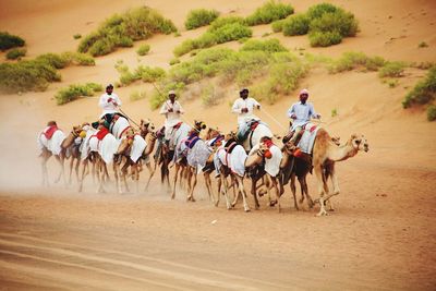 People riding camels on sand