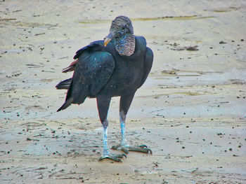 Full length of a bird on beach