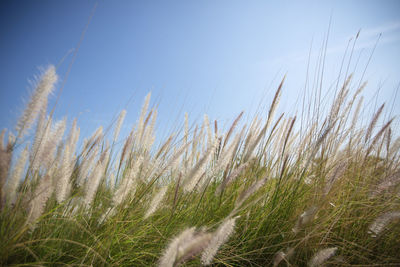Low angle view of grass on field against clear sky