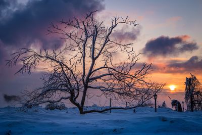 Bare trees on snow landscape against sky during sunset