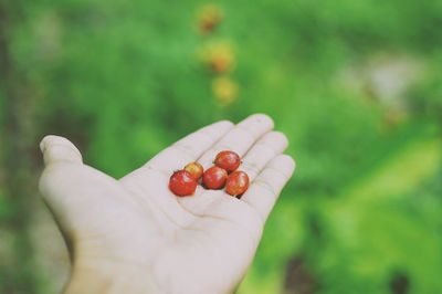 Cropped image of hand holding strawberry